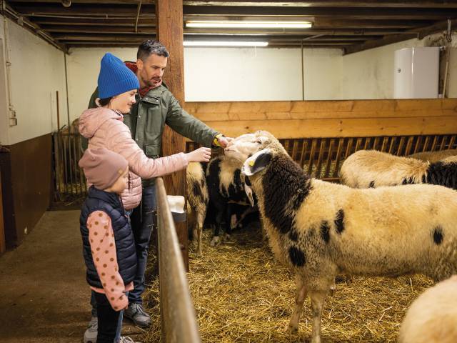 Vater mit Kinder streichelt Schafe 